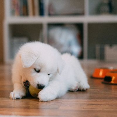 dog playing on pet friendly flooring